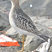 Buff-breasted Sandpiper